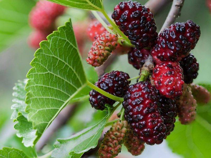 Шелковица купить саженцы из питомнике в Черногорске