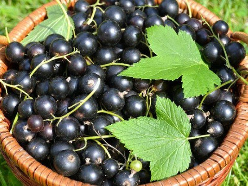 Смородина купить саженцы из питомника в Черногорске