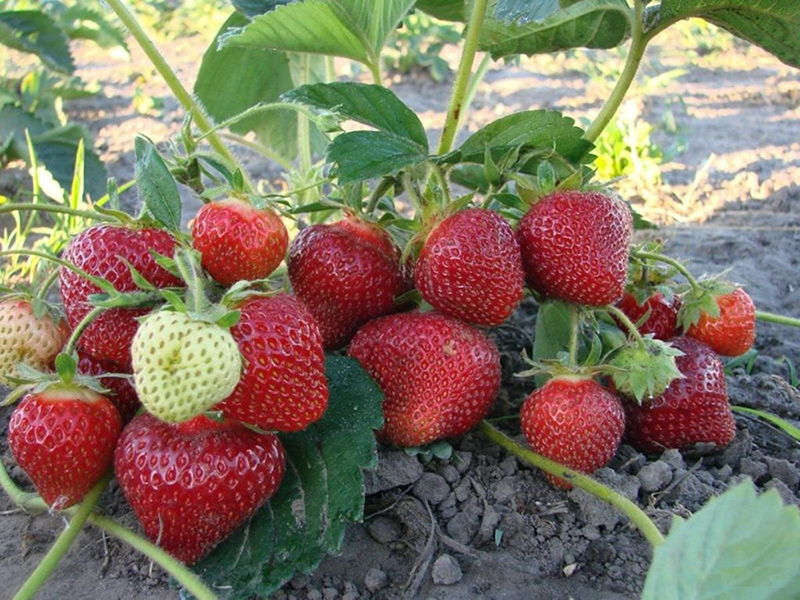 Клубника купить саженцы из питомника в Черногорске