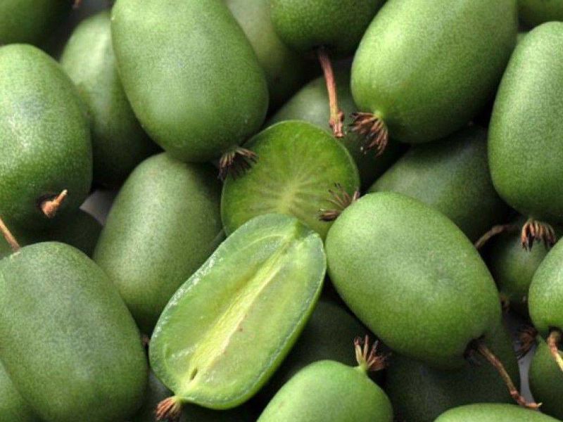 Актинидия купить саженцы из питомнике в Черногорске