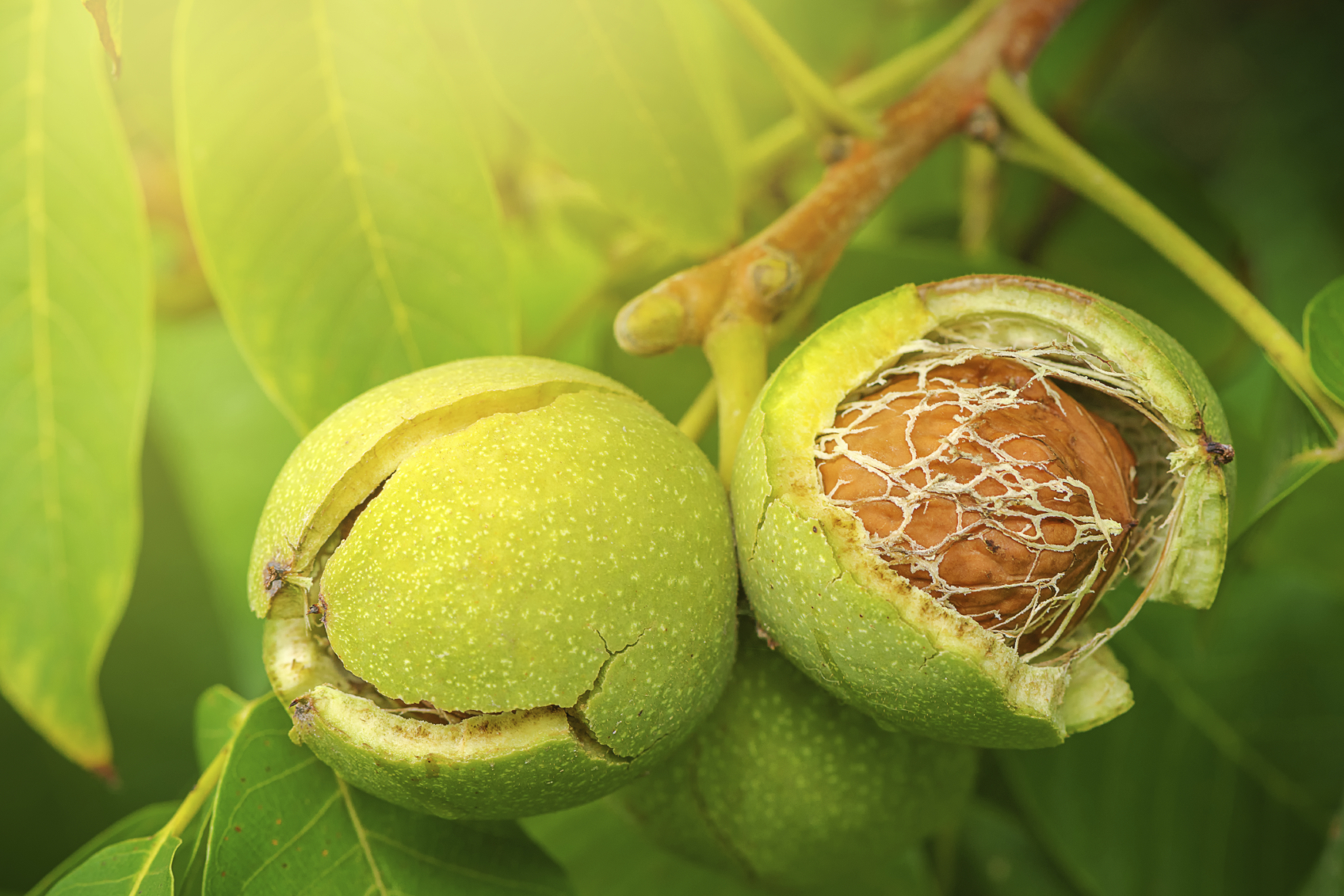 Саженцы грецкого ореха с доставкой из питомника