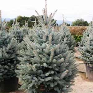 Ель Глаука стакан Р9