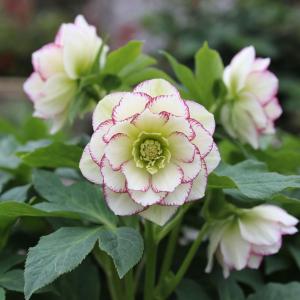 Морозник Дабл Эллен Пикоти корневище